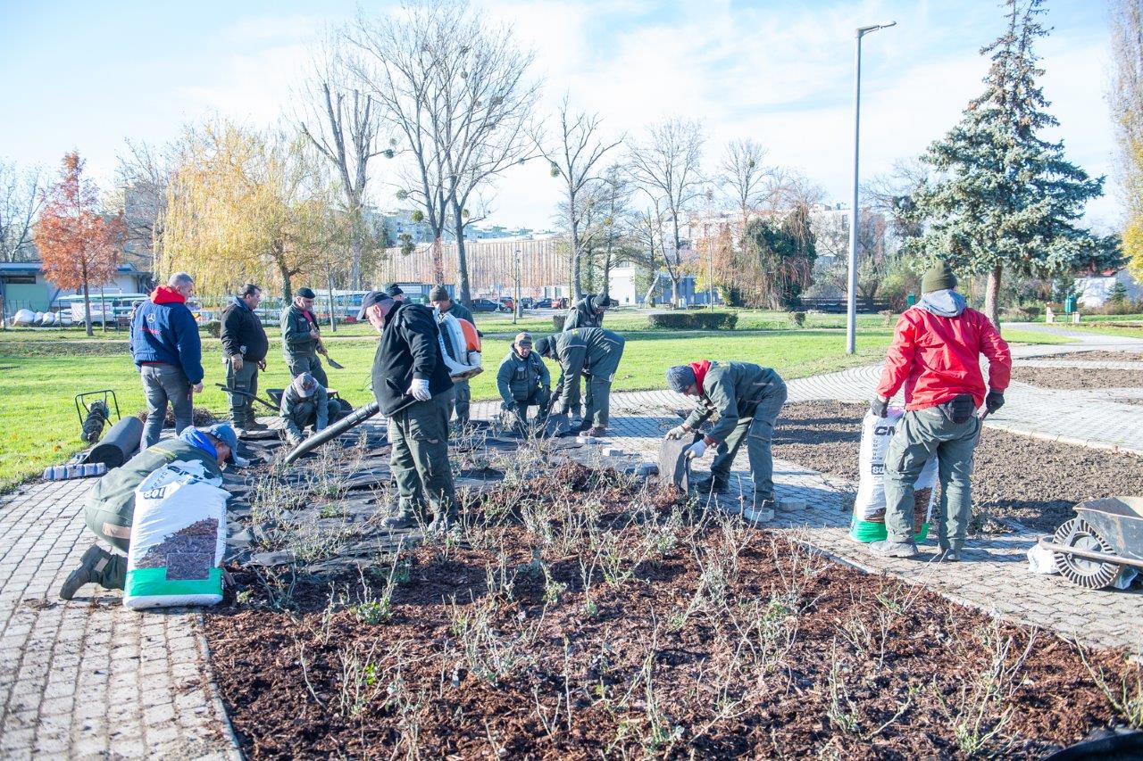 Elkezdték ültetni a mintegy 6000 rózsát a Rózsa ligetben