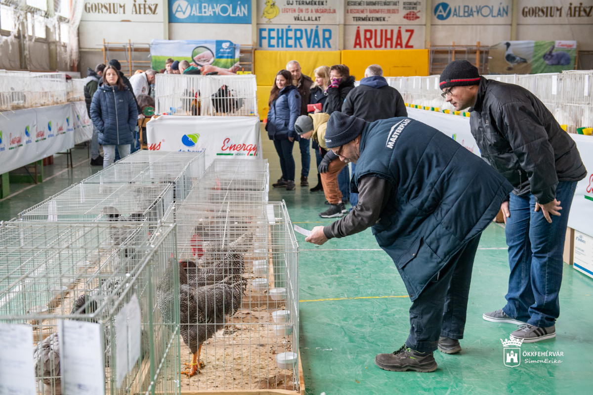 Képeken a 2024-es fehérvári kisállat kiállítás