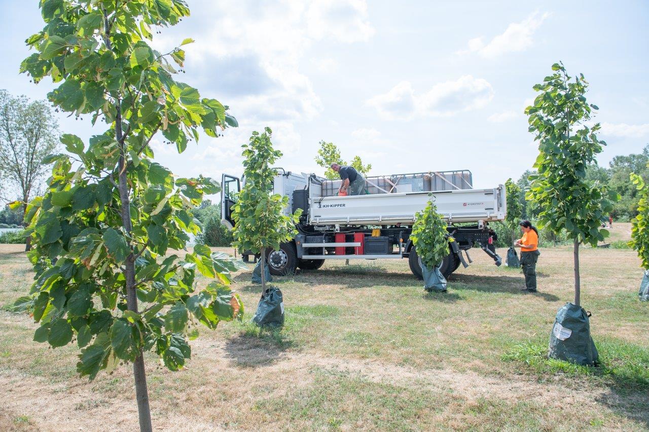 Így öntözi a fákat a Városgondnokság a Palotavárosi szabadidőparkban