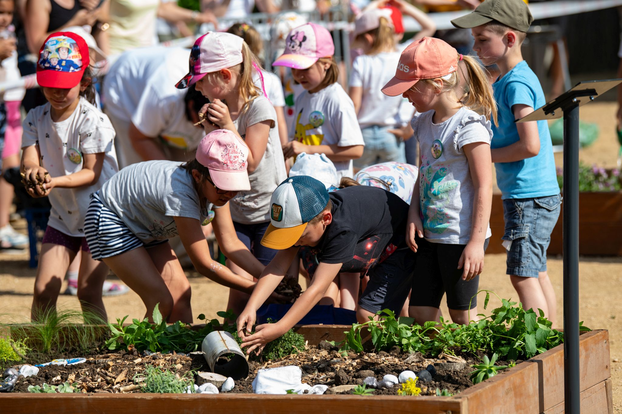 Mesés kiskertek 2025 - így ültettek a fehérvári óvodások