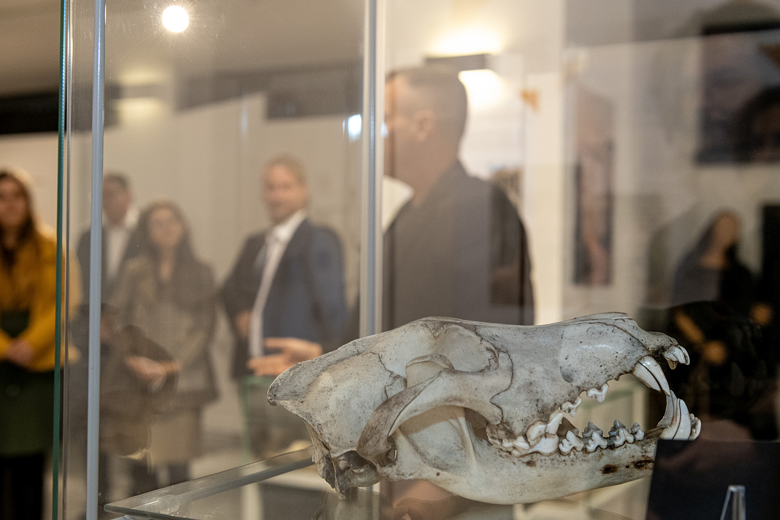 Új kiállítások nyíltak Gorsiumban