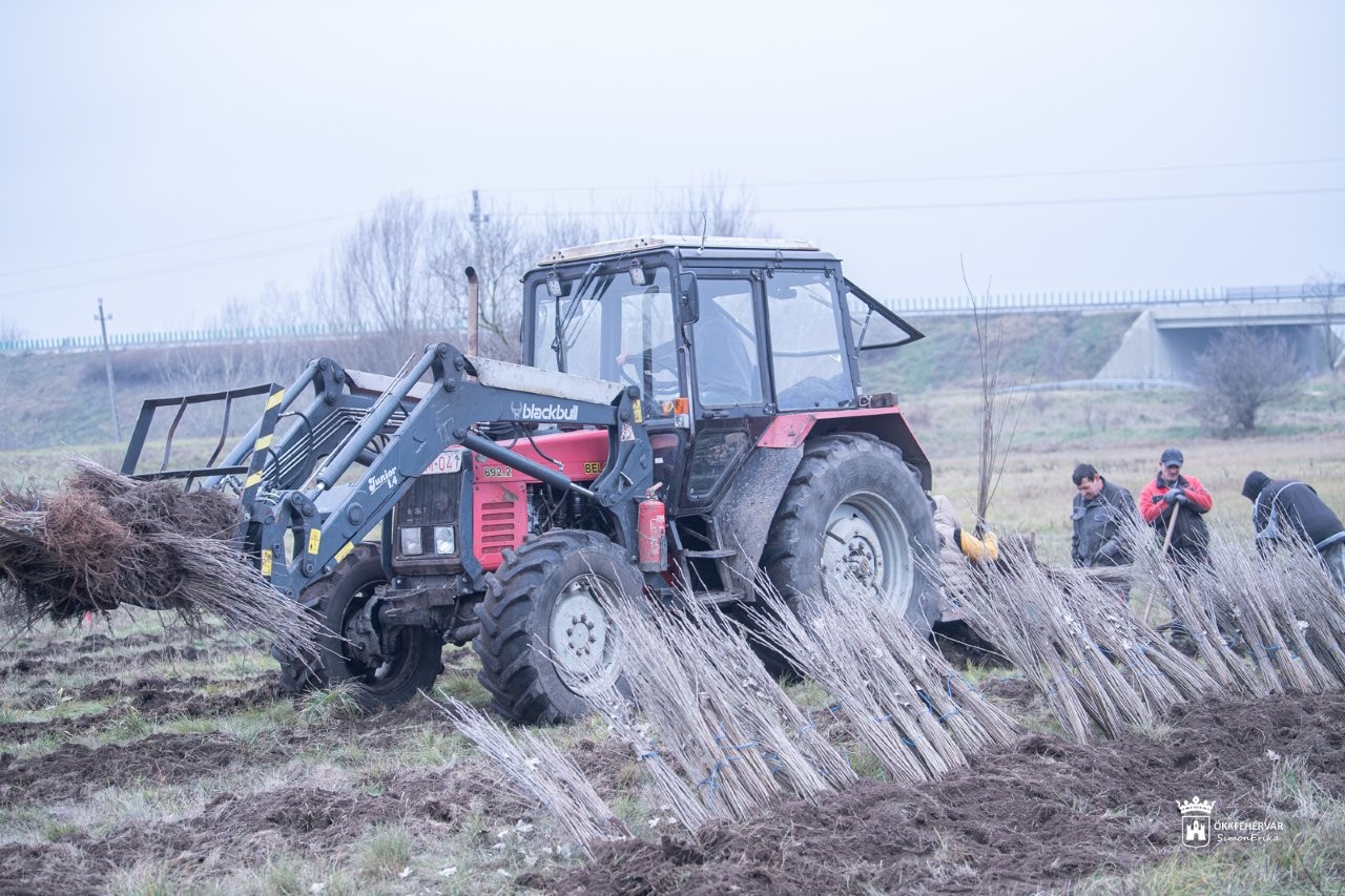 Toább folytatódik az erdőtelepítés az Alsóvárosi réten