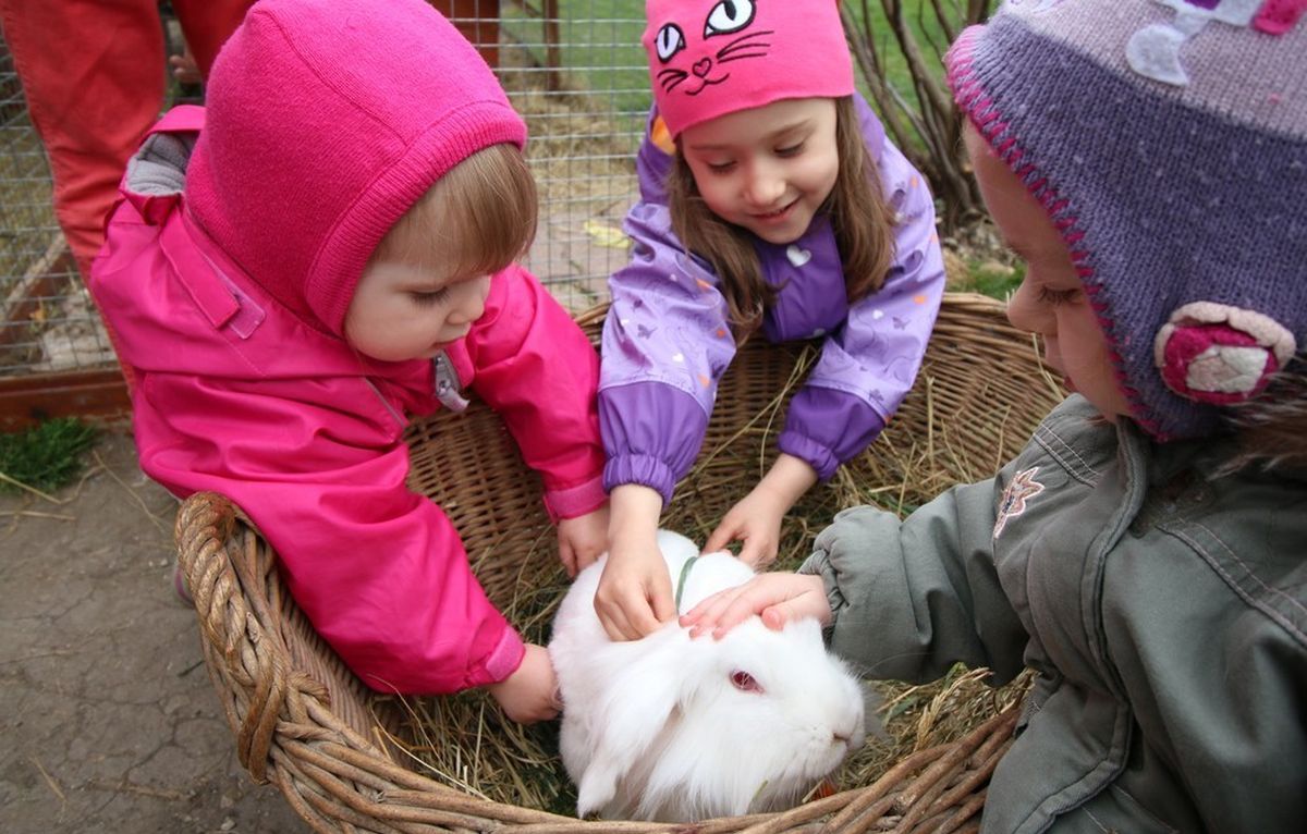 Nyuszisimogatóval és kézműves játszóházzal várja a családokat a HEROSZ Állatotthon