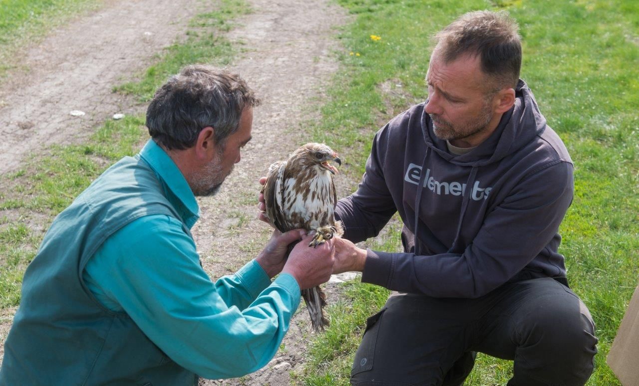 Újra az égben - gyógyult madarakat engedtek szabadon