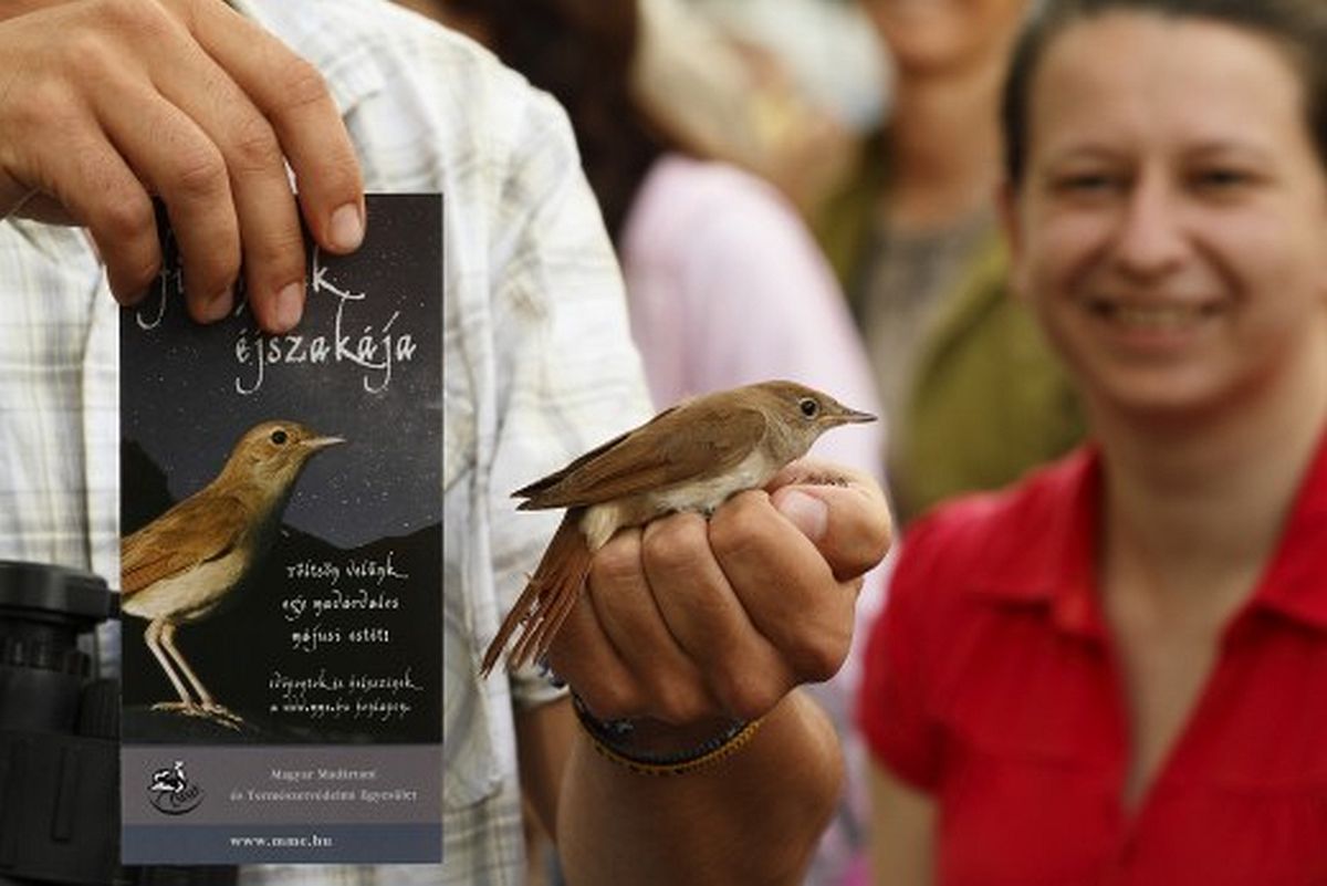 Székesfehérvári is csatlakozott Fülemülék éjszakája programsorozathoz