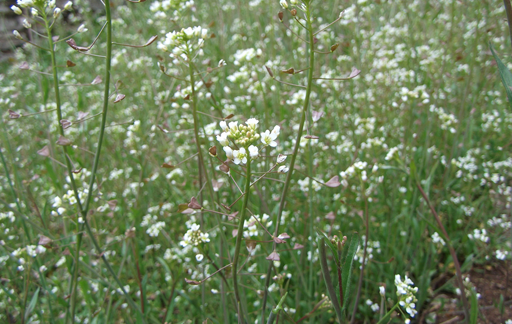 Gyógynövénygyűjtő túrát szerveznek Velencén