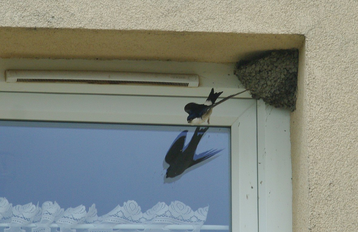 Nyílt levelet kaptunk a fecskeparti molnárfecskék nevében
