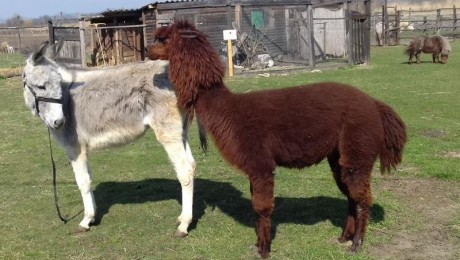 Egész nyáron várja a gyerekeket az Állati-Jó tábor