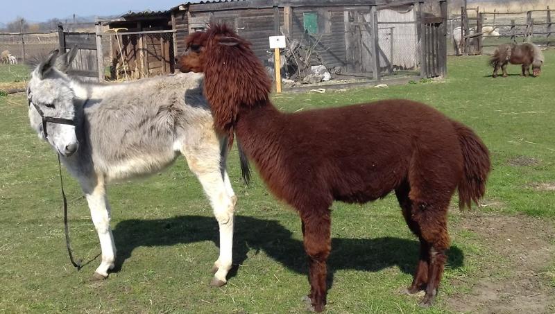 Egész nyáron várja a gyerekeket az Állati-Jó tábor