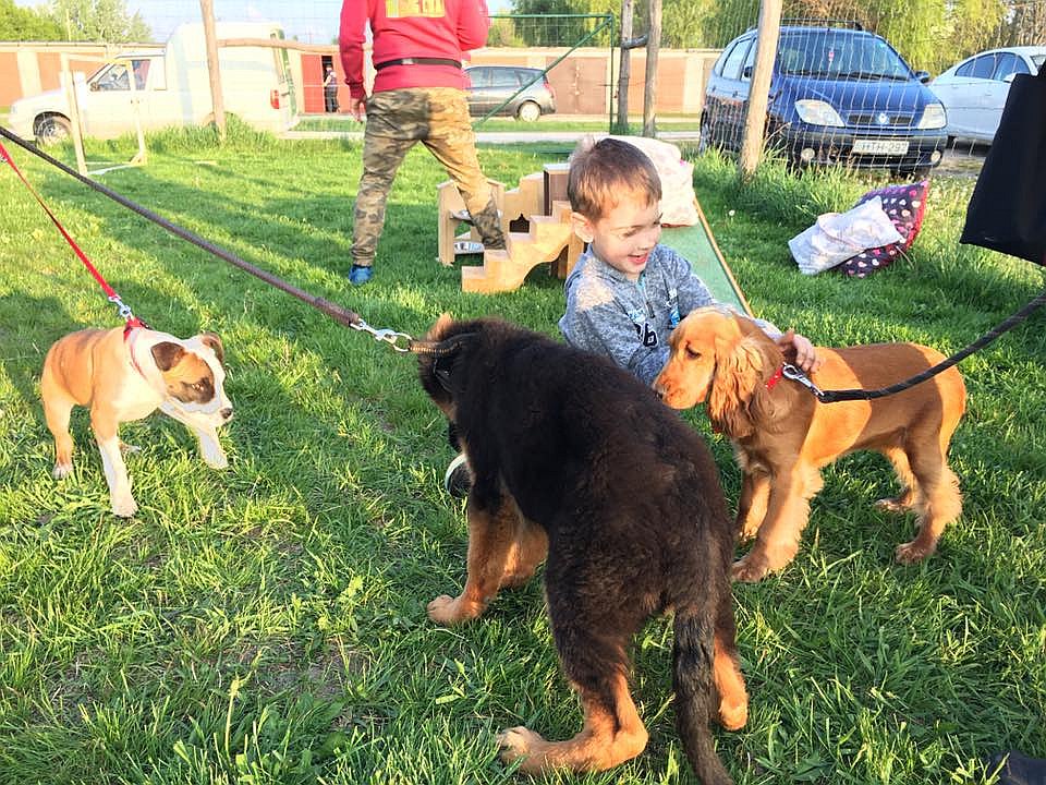 Kutyasuli - iskolásoknak is indítanak tanfolyamot a Szedres dűlőben