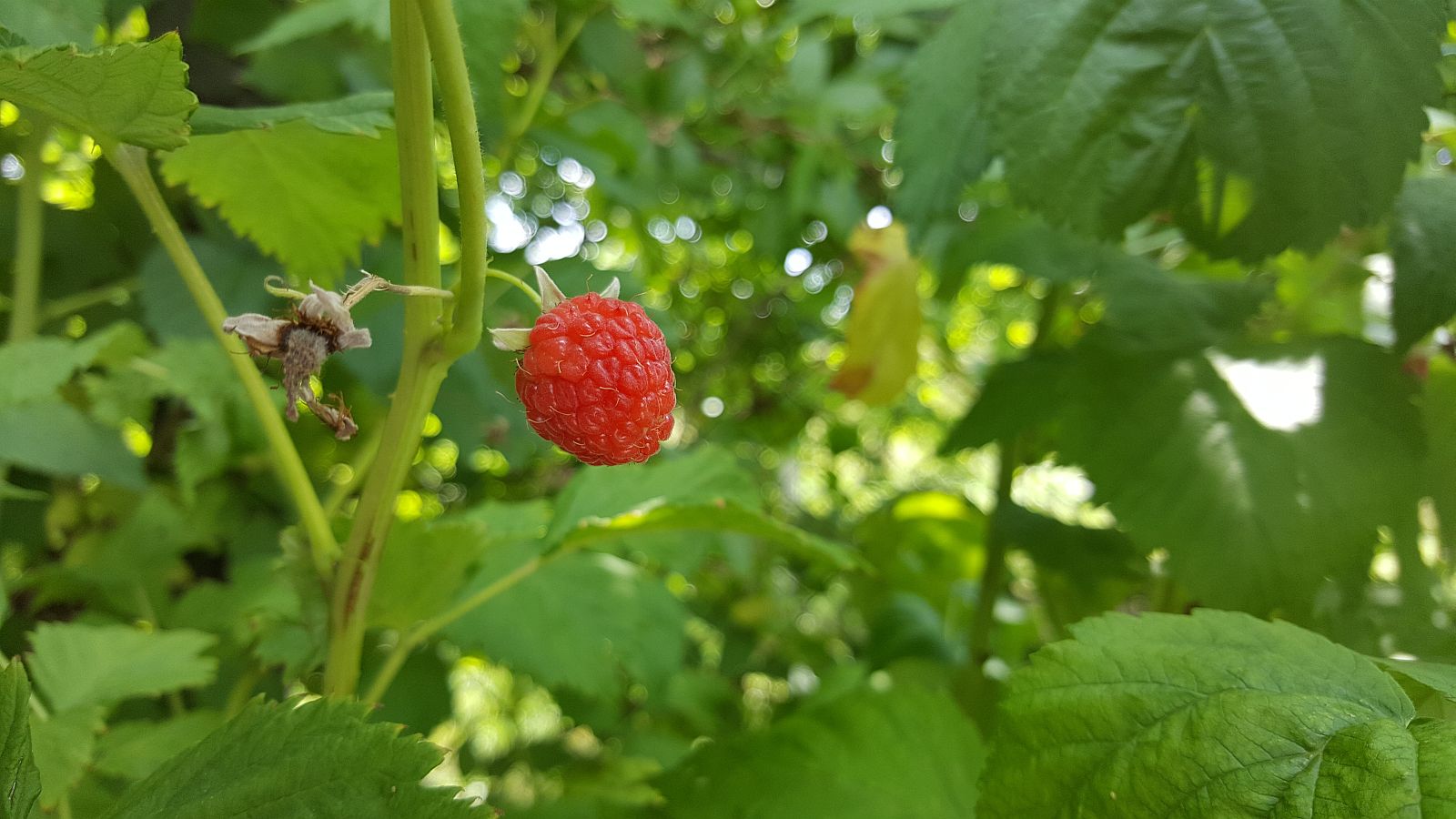 Júliusi feladatok a kertben - Németh László kertészmérnök tanácsai
