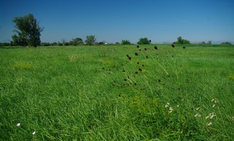 Ismerkedés az egyedülálló fehérvári láprétek világával