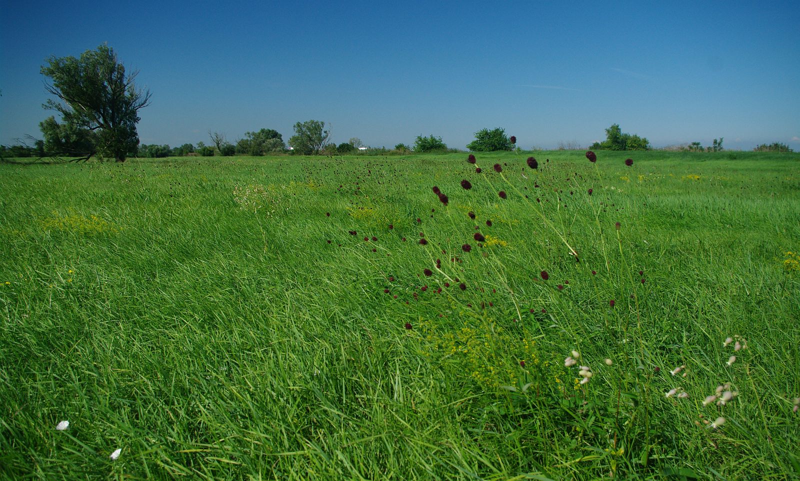 Ismerkedés az egyedülálló fehérvári láprétek világával
