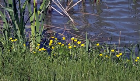 A nyár ajándékai – Herbarius túra lesz Pátkán