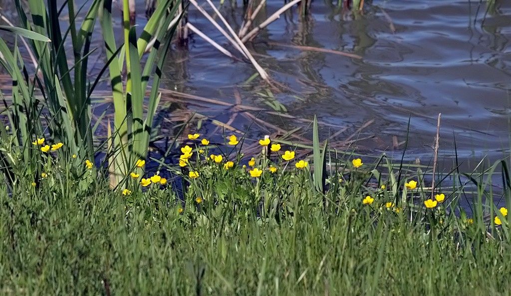 A nyár ajándékai – Herbarius túra lesz Pátkán