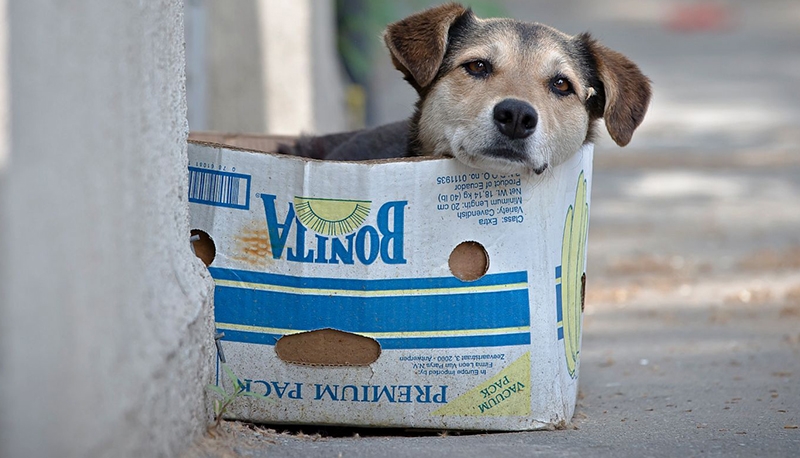 Belvárosi séta a hontalan állatokért szerda délután Székesfehérváron