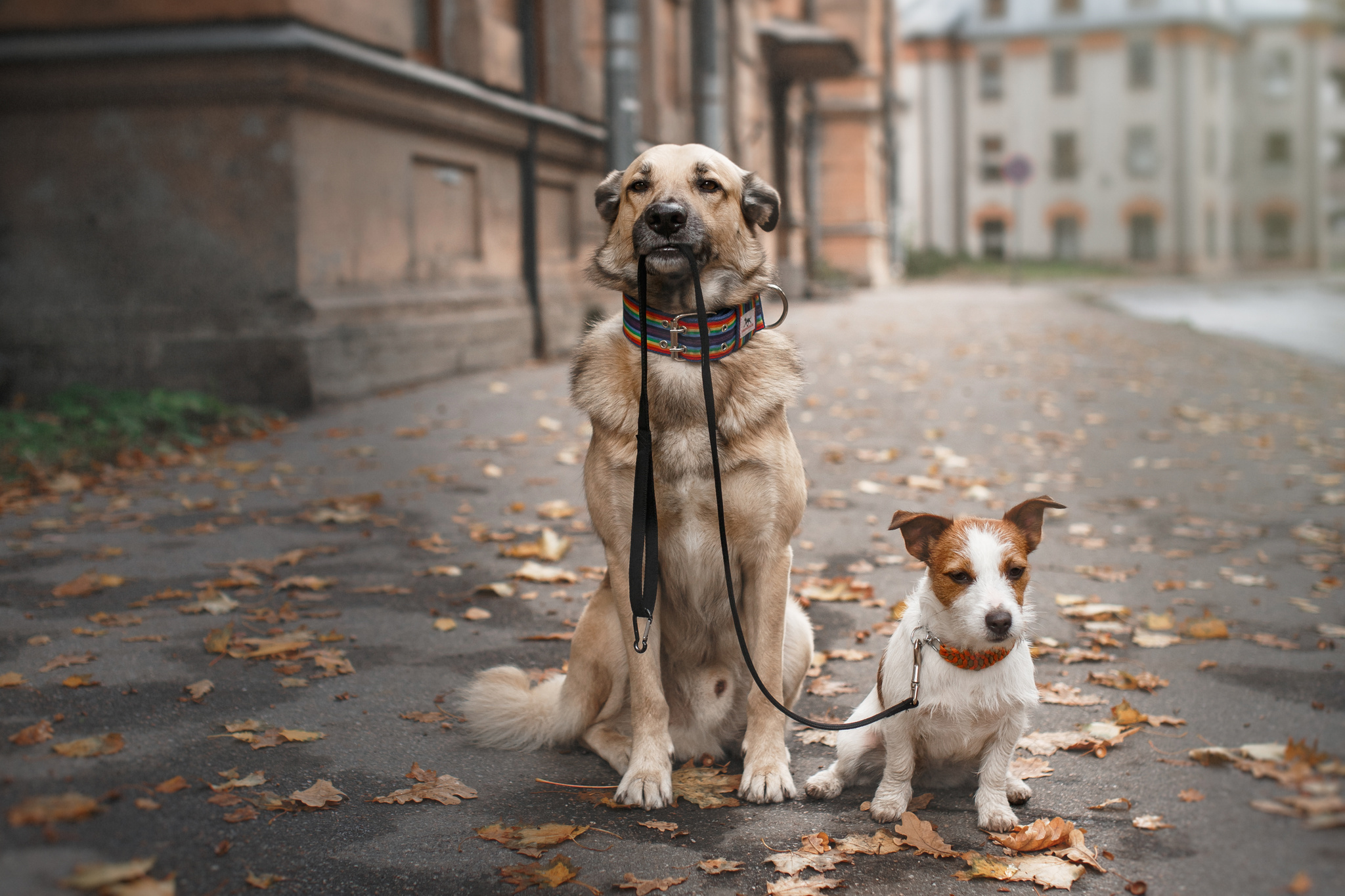 A fehérvári kutyajogsiról is szó lesz az ingyenes nyílt napon