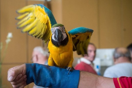 Színpompás madarak várják a látogatókat a VOKE Művelődési Házban