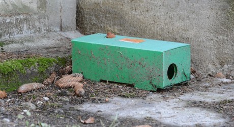 Rágcsálóirtás kezdődik Székesfehérváron - Ne fogják meg a dobozokat!