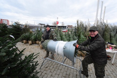 Fenyővásár - 15 zalai termelő kínálja a fenyőket az iparcikk piaccal szemben