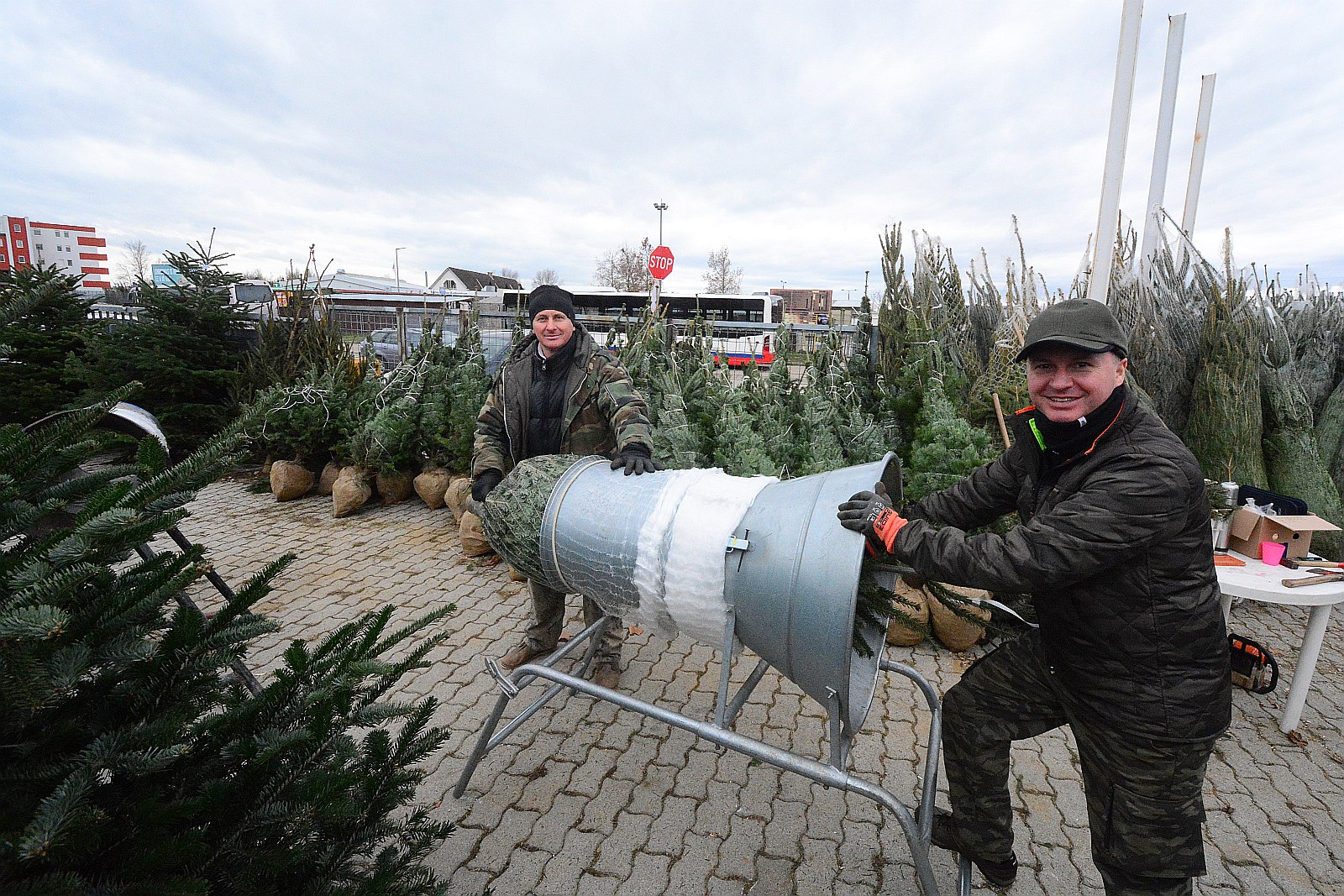 Fenyővásár - 15 zalai termelő kínálja a fenyőket az iparcikk piaccal szemben