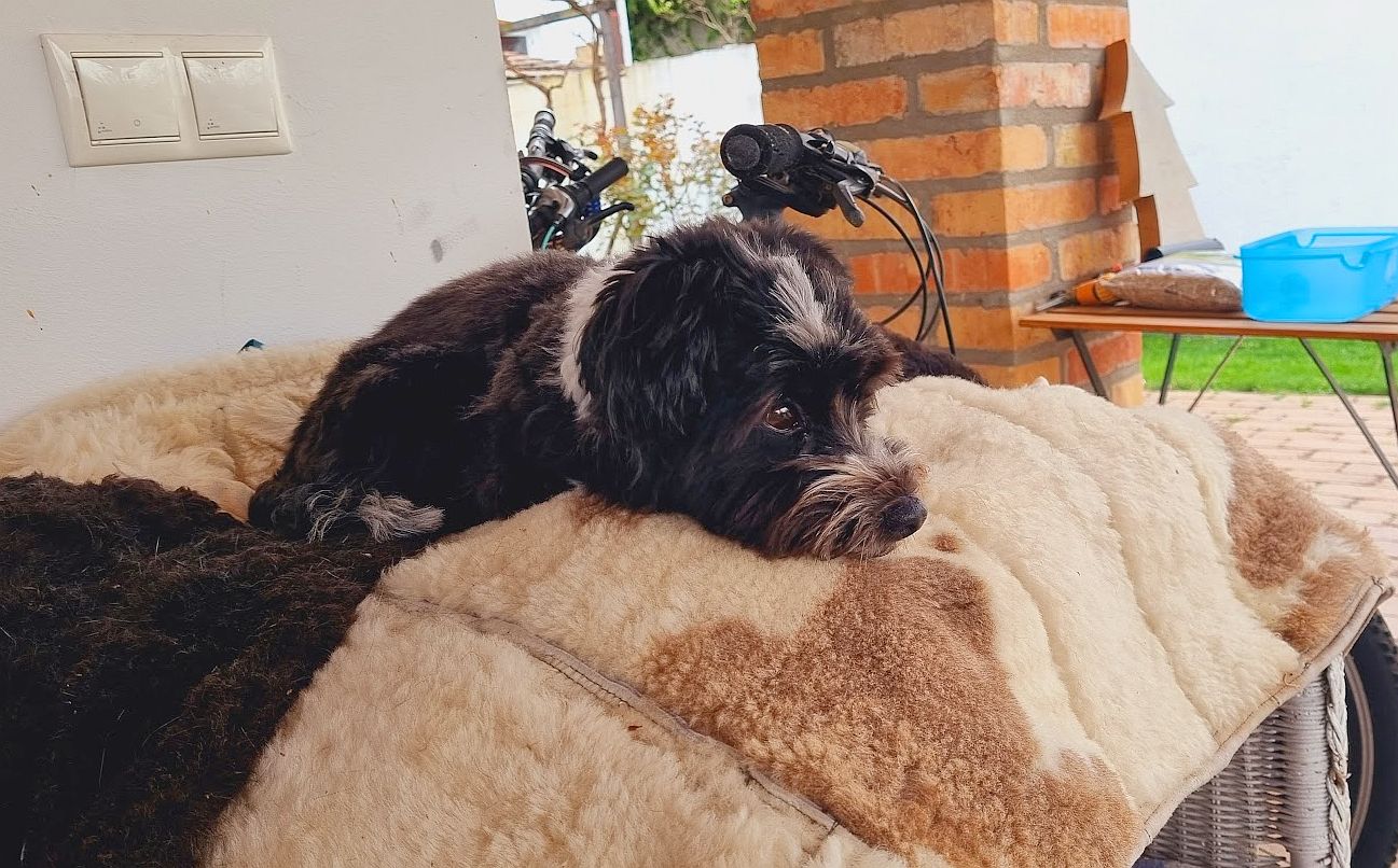 Tanácsok szilveszterre kutya és macskatartóknak - legyen biztonságos, zárt helyen kedvencünk!