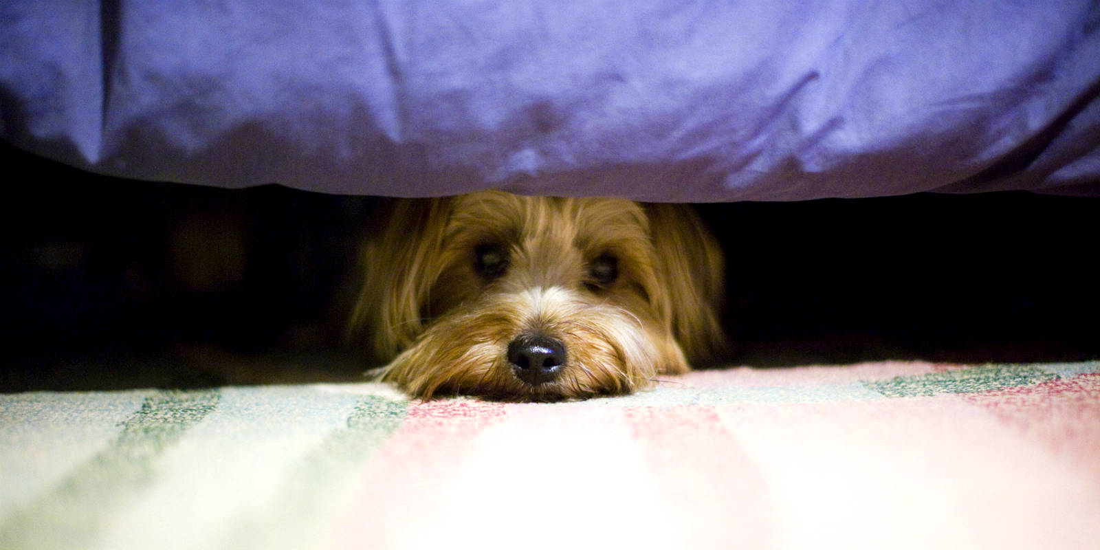 Tanácsok szilveszterre kutya és macskatartóknak - legyen biztonságos, zárt helyen kedvencünk!