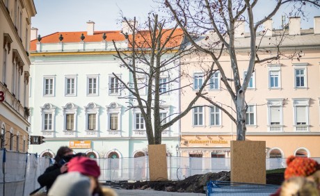 Kivágás helyett megmentik a 60 éves platánt az Országzászló téren