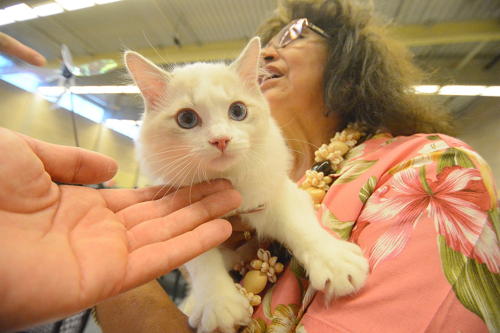 Nemzetközi macskakiállítás lesz egész hétvégén Székesfehérváron