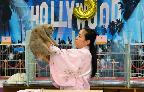 Nemzetközi macskakiállítás a macskák világnapján Székesfehérváron