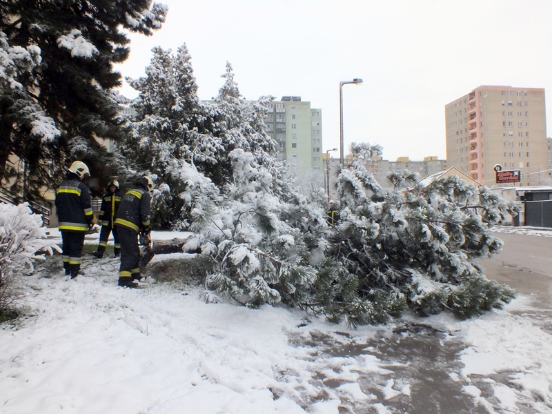 Járda fölé dőlt egy fenyő a Királysoron