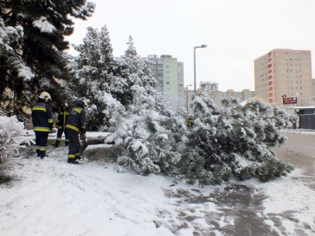 Járda fölé dőlt egy fenyő a Királysoron
