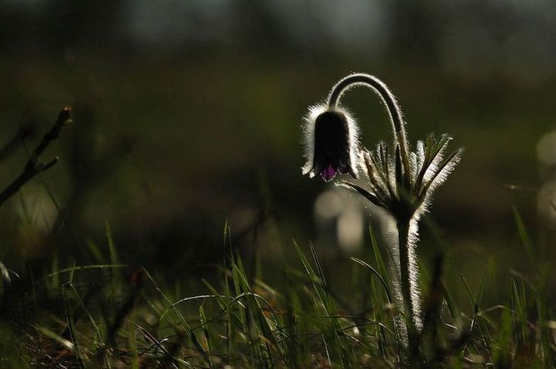 Tavaszköszöntő túra Pátkán - a Királyberek természeti értékeit mutatják be