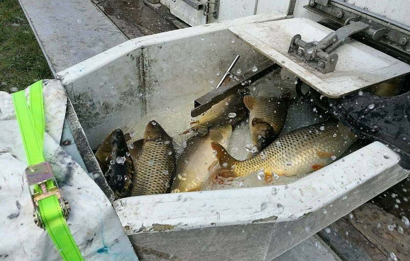 Ezen héten kezdi a haltelepítéseket a Horgász Egyesületek Fejér Megyei Szövetsége