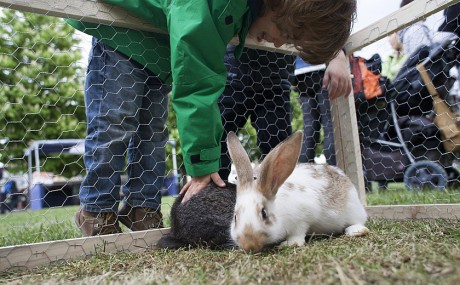 Nyuszisimogató lesz hétfőn a Fehérvári Állatotthonban