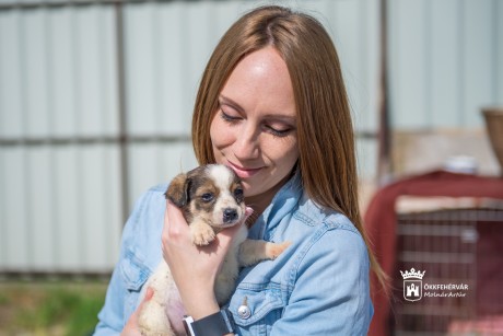 Évente több mint 1000 kutya fordul meg az ASKA menhelyén