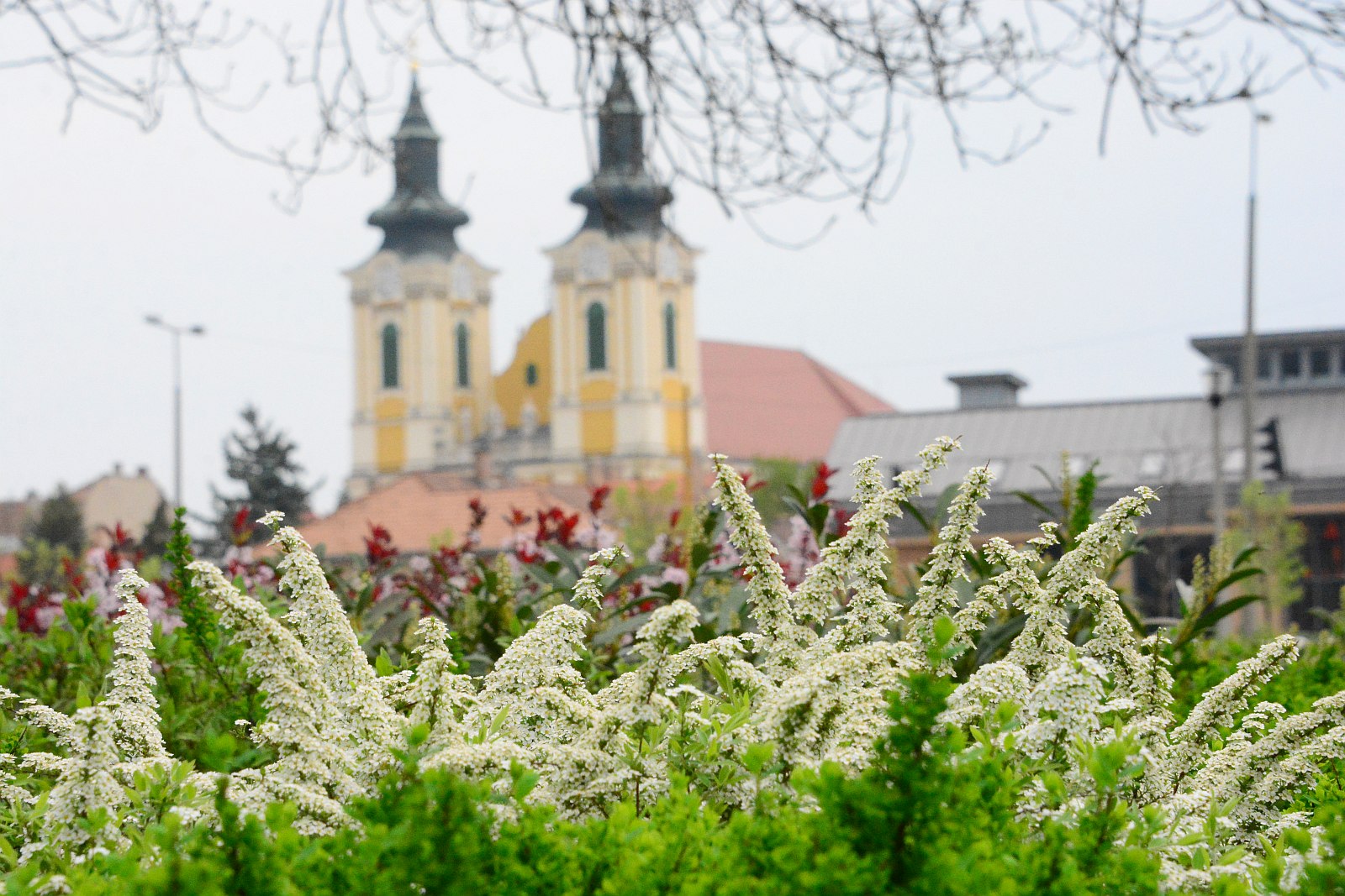 Tavaszi ébredés - virágok, virágzó cserjék a város parkjaiban