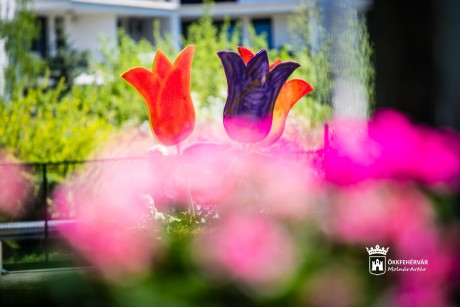 Kertészeti kiállítás és vásár volt hétvégén a Bregyóban