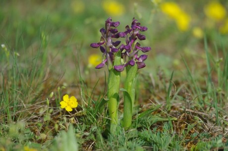 Tavasz a városban - csodálatos természeti értékek Székesfehérváron