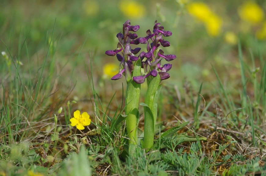 Tavasz a városban - csodálatos természeti értékek Székesfehérváron