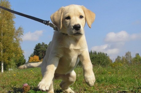 Tanfolyamindító tavaszi kutyás fesztivál lesz szombaton