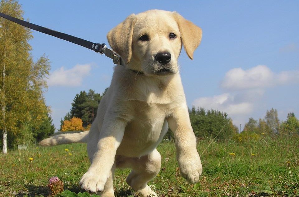 Tanfolyamindító tavaszi kutyás fesztivál lesz szombaton