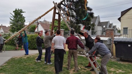 Hagyományőrzés és májusfa állítás a Felsővárosi Iskolában