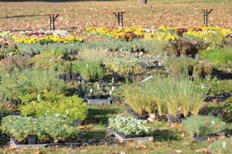 Május 9 és 12 között lehet átvenni a Bregyóban a pályázaton nyert növényeket