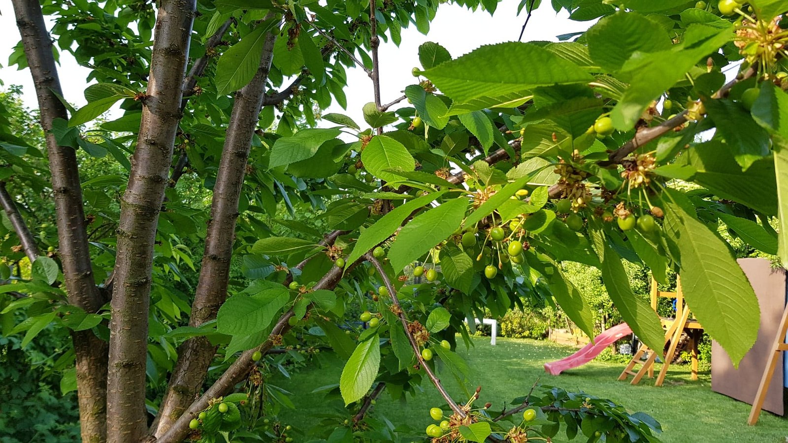 Májusi feladatok a kertben - Németh László kertészmérnök tanácsai