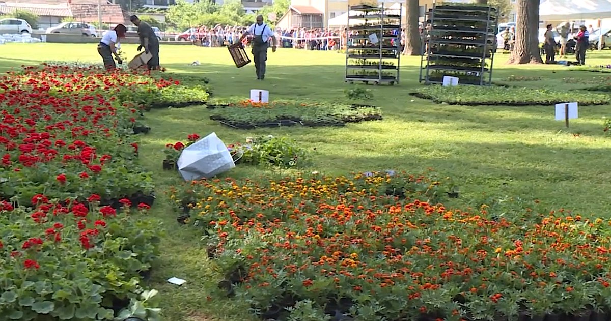 Szombaton délig tart a virágok kiosztása a Bregyóban