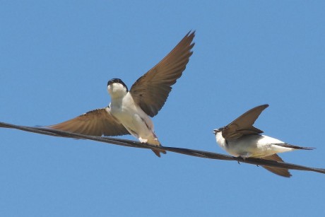 Kiemelt fecskevédelmi időszak a május - megfeleződött a hazai állomány