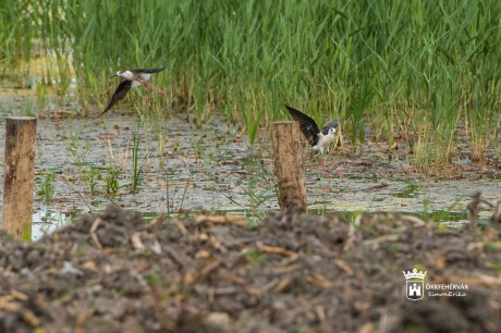 Júliusban elkészül - már most nagyobb a fajgazdagság a Sóstó Természetvédelmi Területen