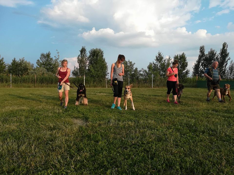 Ingyenes városi tréning lesz szombaton a K9 kutyaiskolával