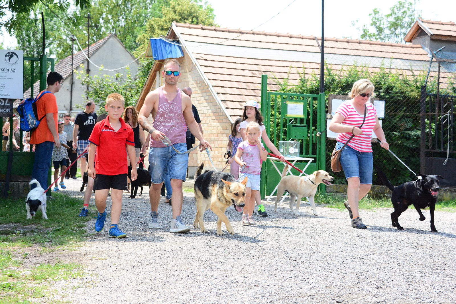 Idén is megsétáltatták a Fehérvári Állatotthon gazdira váró kutyáit a nyílt napon